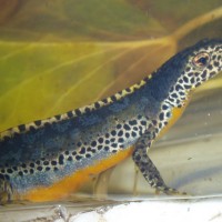 Alpine Newt